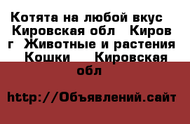 Котята на любой вкус - Кировская обл., Киров г. Животные и растения » Кошки   . Кировская обл.